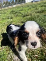 processed/10449291-7591-4a9e-ac3c-8384bf4bb2f2/listing/e6507128-fa15-4d38-a0ec-cf8ad8afd4b1/92090994-9e9d-4ec1-b260-09b973095323