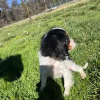 Charlotte, a female Cavalier King Charles Spaniel for sale in Soulsbyville, CA – Photo 5 of 6