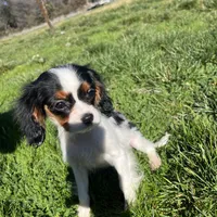 Charlotte, a female Cavalier King Charles Spaniel for sale in Soulsbyville, CA – Photo 3 of 6
