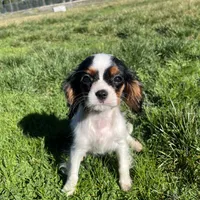 Charlotte, a female Cavalier King Charles Spaniel for sale in Soulsbyville, CA – Photo 1 of 6