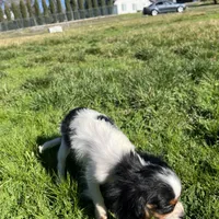 Charlotte, a female Cavalier King Charles Spaniel for sale in Soulsbyville, CA – Photo 6 of 6