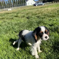 Charlotte, a female Cavalier King Charles Spaniel for sale in Soulsbyville, CA – Photo 2 of 6