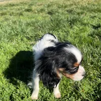 Charlotte, a female Cavalier King Charles Spaniel for sale in Soulsbyville, CA – Photo 4 of 6