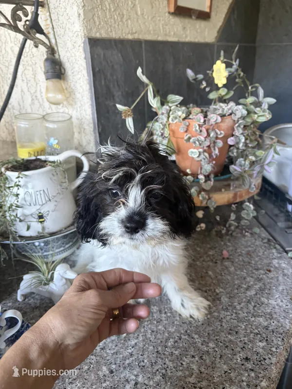 Darla – Cavapoo puppy for sale in Soulsbyville, CA