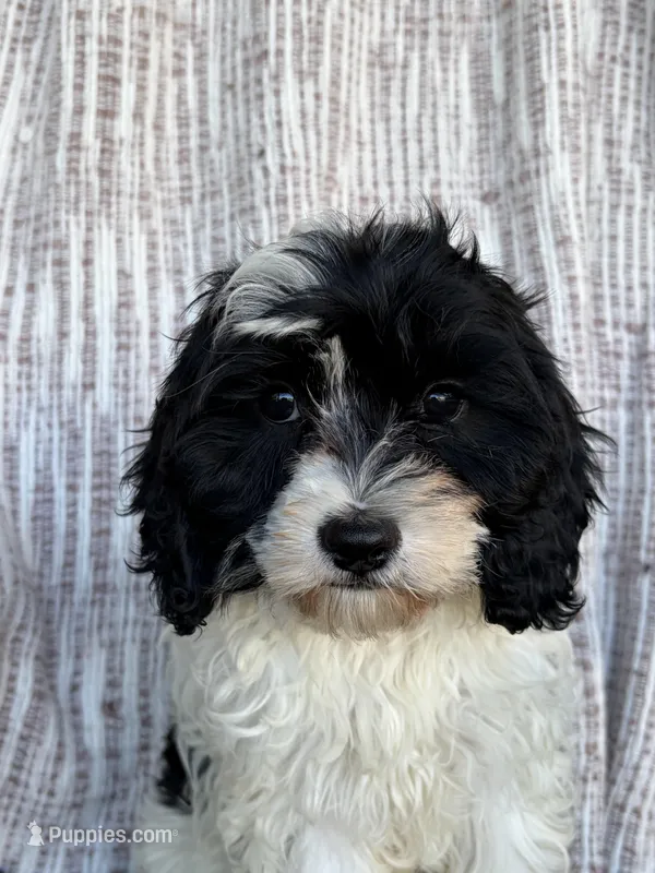 Domino – Cavapoo puppy for sale in Soulsbyville, CA