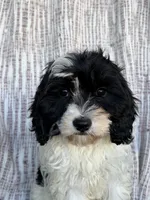Domino, a male Cavapoo for sale in Soulsbyville, CA – 1 of 3