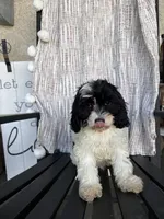 Domino, a male Cavapoo for sale in Soulsbyville, CA – 3 of 3