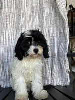Domino, a male Cavapoo for sale in Soulsbyville, CA – 2 of 3
