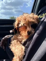 Pink, a female Poodle - Toy  for sale in Houston, TX – 2 of 3