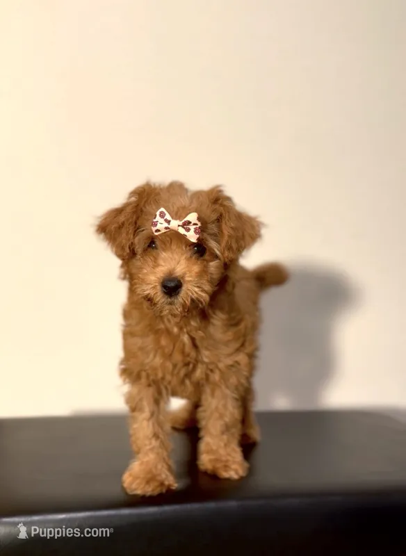 Pink – Poodle - Toy  puppy for sale in Houston, TX