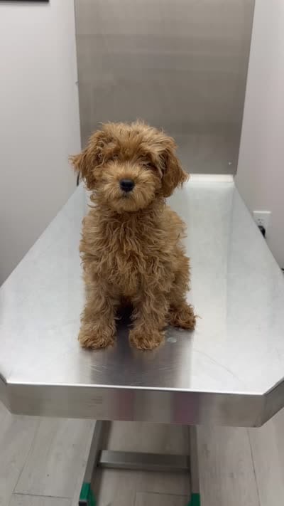 Pink, a female Poodle - Toy  for sale in Houston, TX – 3 of 3