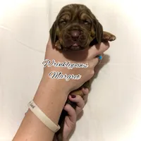 Margret, a female Bloodhound for sale in Findlay, OH – 3 of 8