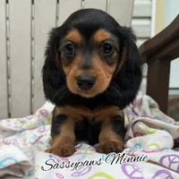 Minnie, a female Miniature Dachshund for sale in Findlay, OH – 3 of 9