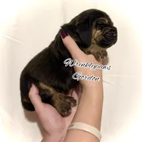 Gordon, a male Bloodhound for sale in Findlay, OH – 2 of 8