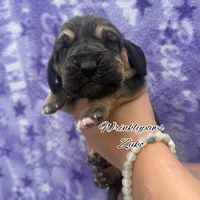 Zuko, a male Bloodhound for sale in Findlay, OH – 4 of 4