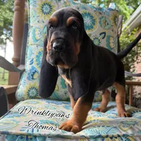 Thomas, a male Bloodhound for sale in Findlay, OH – 2 of 10
