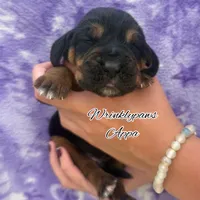 Appa, a male Bloodhound for sale in Findlay, OH – 3 of 3