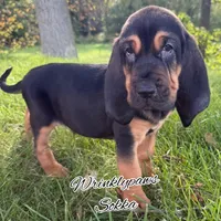Sokka, a male Bloodhound for sale in Findlay, OH – 4 of 4