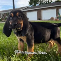 Sokka, a male Bloodhound for sale in Findlay, OH – 2 of 4