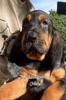 Aang, a male Bloodhound for sale in Findlay, OH – 4 of 10