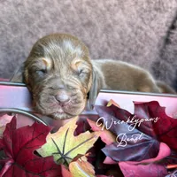 Beast, a male Bloodhound for sale in Findlay, OH – 5 of 5