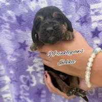 Sokka, a male Bloodhound for sale in Findlay, OH – 2 of 3