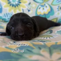 Mimi, a female Miniature Dachshund for sale in Findlay, OH – 4 of 6