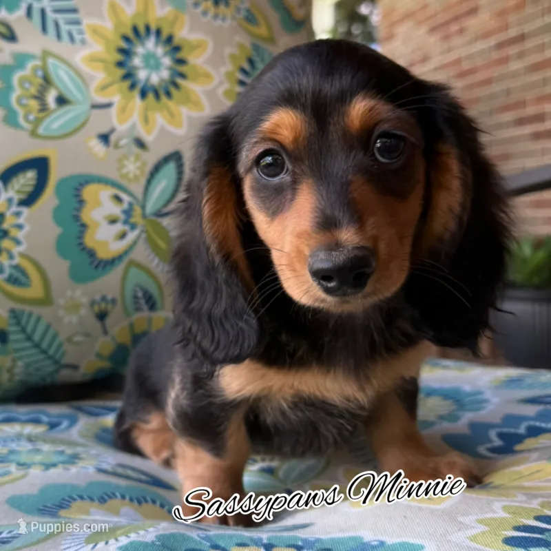 Minnie – Miniature Dachshund puppy for sale in Findlay, OH