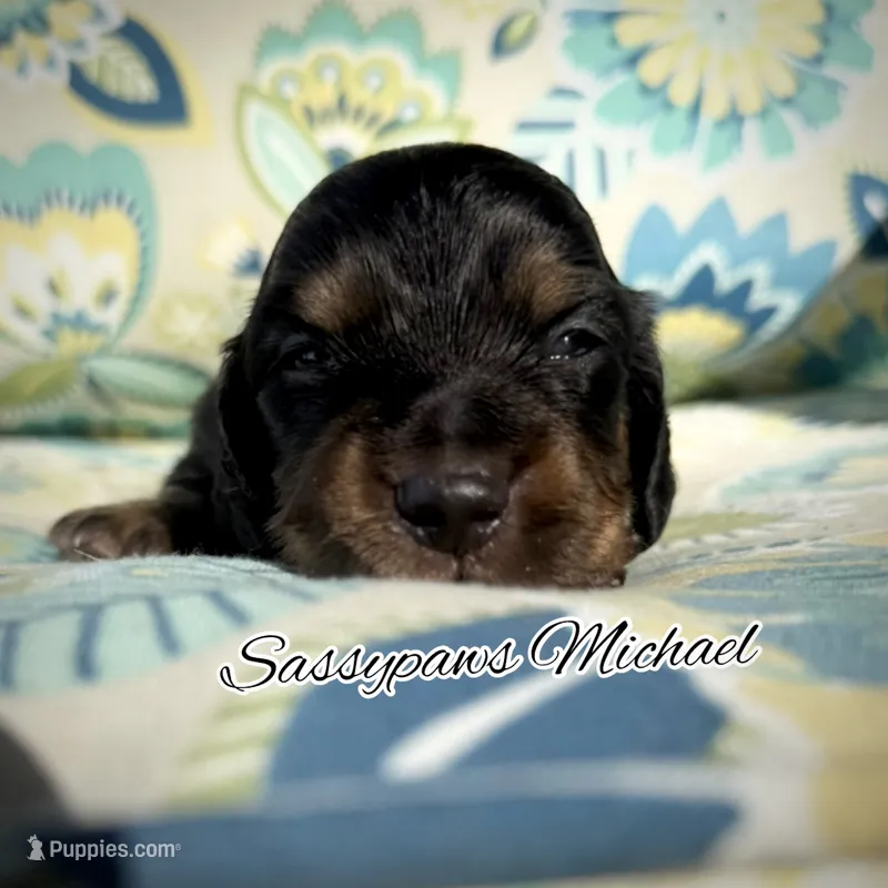 Michael – Miniature Dachshund puppy for sale in Findlay, OH