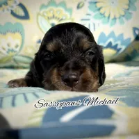 Michael, a male Miniature Dachshund for sale in Findlay, OH – 1 of 5