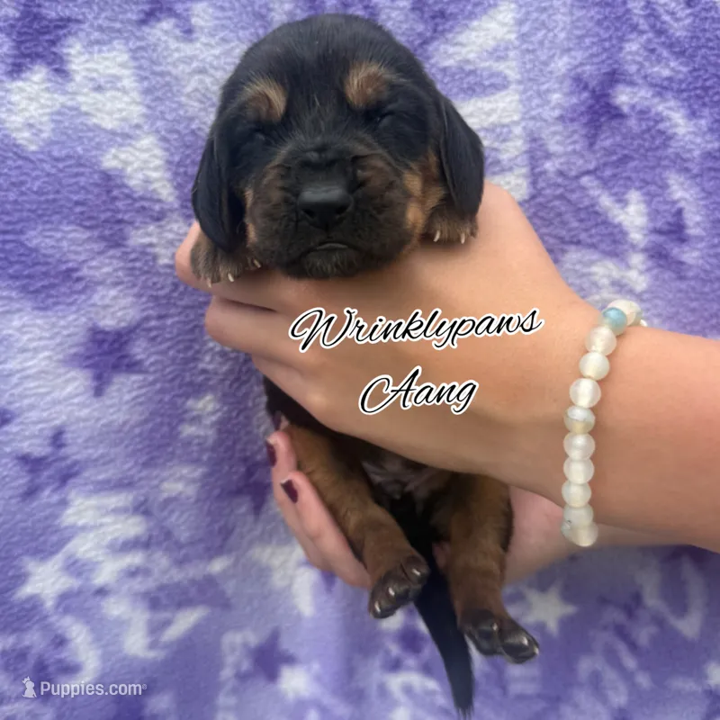 Aang – Bloodhound puppy for sale in Findlay, OH