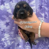Aang, a male Bloodhound for sale in Findlay, OH – 1 of 3