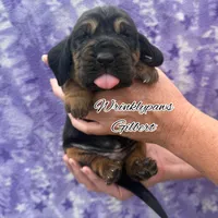 Gilbert, a male Bloodhound for sale in Findlay, OH – 2 of 6