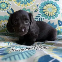 Mimi, a female Miniature Dachshund for sale in Findlay, OH – 5 of 9
