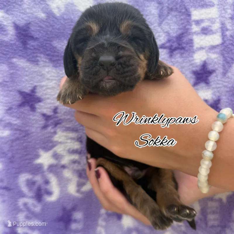 Sokka – Bloodhound puppy for sale in Findlay, OH