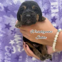 Sokka, a male Bloodhound for sale in Findlay, OH – 1 of 3