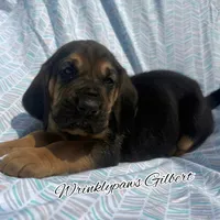 Gilbert, a male Bloodhound for sale in Findlay, OH – 5 of 10