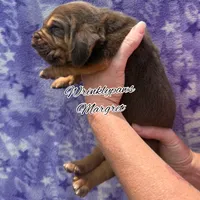 Margret, a female Bloodhound for sale in Findlay, OH – 8 of 8