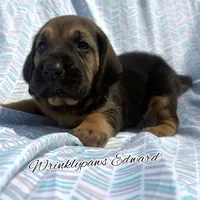 Edward, a male Bloodhound for sale in Findlay, OH – 4 of 10