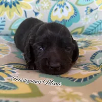 Mimi, a female Miniature Dachshund for sale in Findlay, OH – 3 of 6