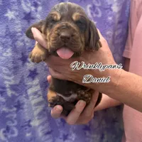 Daniel, a male Bloodhound for sale in Findlay, OH – 2 of 6