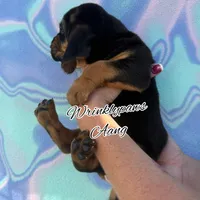 Aang, a male Bloodhound for sale in Findlay, OH – 7 of 10