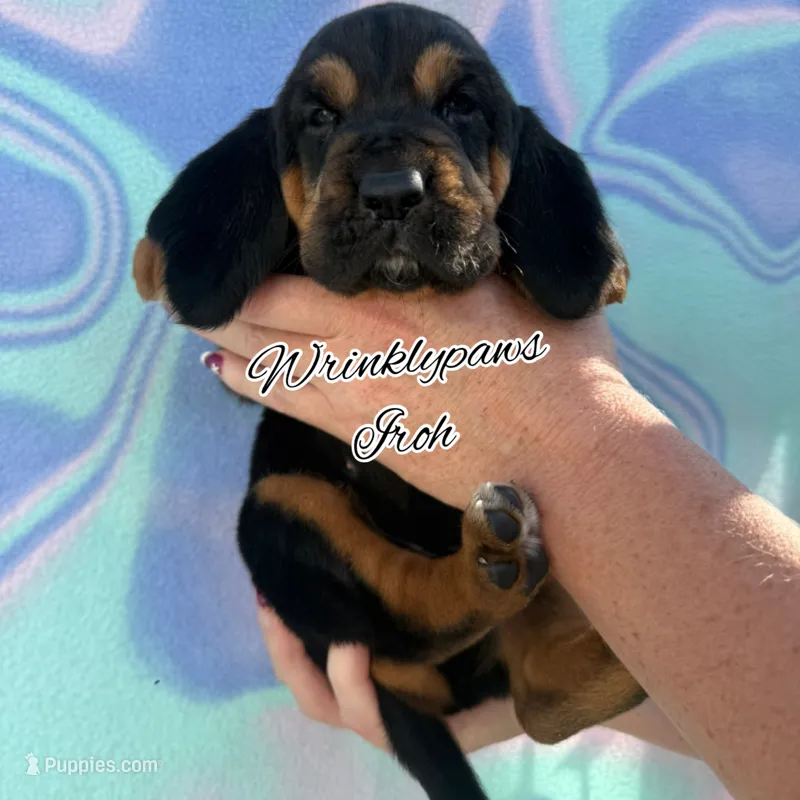 Iroh – Bloodhound puppy for sale in Findlay, OH