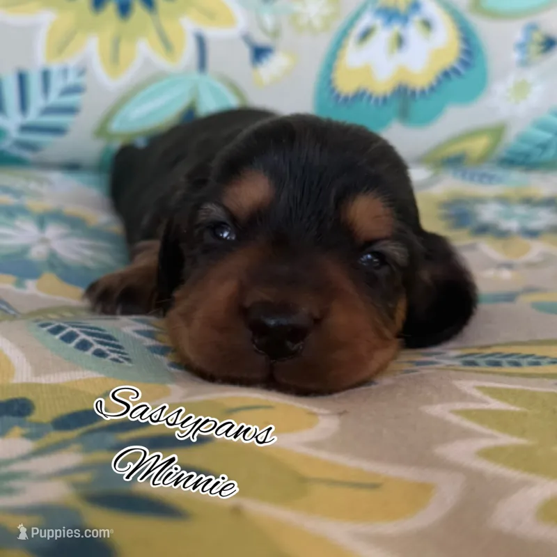 Minnie – Miniature Dachshund puppy for sale in Findlay, OH