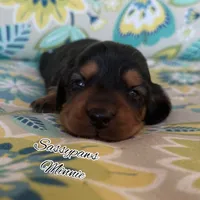 Minnie, a female Miniature Dachshund for sale in Findlay, OH – 1 of 3