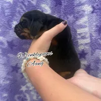 Aang, a male Bloodhound for sale in Findlay, OH – 2 of 3