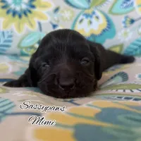 Mimi, a female Miniature Dachshund for sale in Findlay, OH – 6 of 6