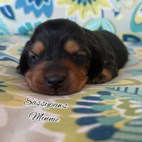 Minnie, a female Miniature Dachshund for sale in Findlay, OH – 3 of 3