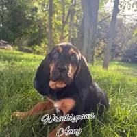 Aang, a male Bloodhound for sale in Findlay, OH – 3 of 10