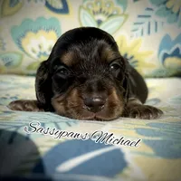 Michael, a male Miniature Dachshund for sale in Findlay, OH – 3 of 5